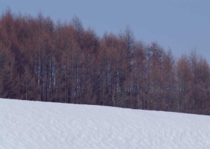 Tablou Canvas Padure iarna - Img 2