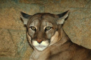 Tablou Canvas Puma - Img 2