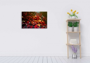 Tablou Canvas ri underwater - pesti rosii - Img 1
