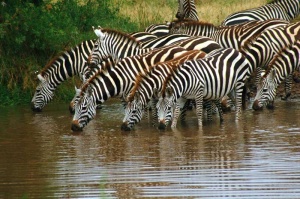 Tablou Canvas Zebre - Img 2