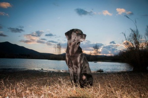 Tablou Canvas animale caine in asfintit - Img 3