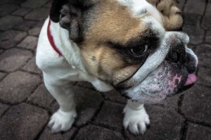 Tablou Canvas Bulldog - Img 2