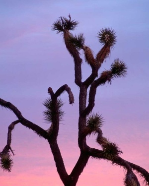 Tablou Canvas Cactus - Img 2