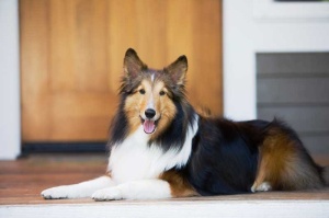 Tablou Canvas Caine Collie - Img 2