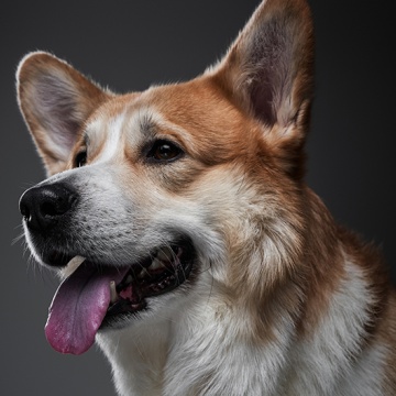 Tablou Canvas Câine Corgi - Img 2