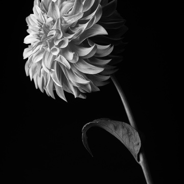 Tablou Canvas Floare Dahlia în Alb-Negru - Img 2