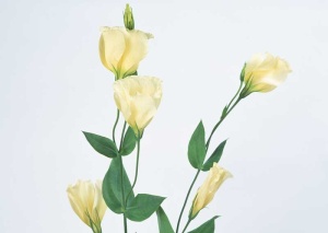 Tablou Canvas Floare - Img 2