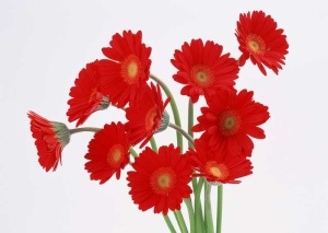 Tablou Canvas Floare - Img 2