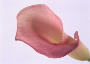 Tablou Canvas Floare - Img 2