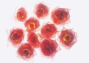 Tablou Canvas Floare - Img 2