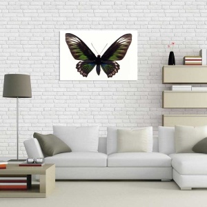 Tablou Canvas Fluturas - Img 1