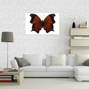Tablou Canvas Fluturas - Img 1