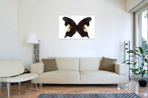 Tablou Canvas Fluturas - Img 1