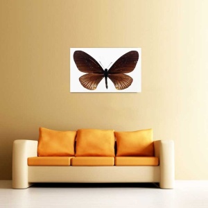 Tablou Canvas Fluturas - Img 1