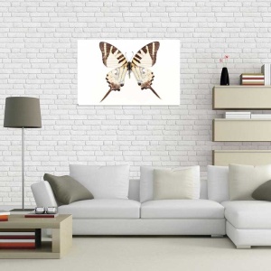 Tablou Canvas Fluturas - Img 1