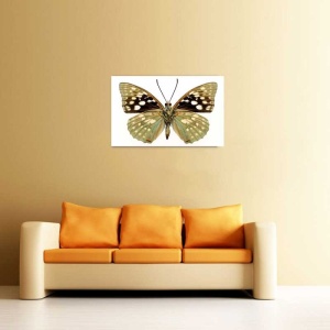 Tablou Canvas Fluturas - Img 1