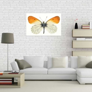 Tablou Canvas Fluturas - Img 1