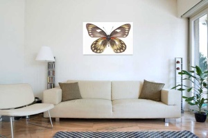 Tablou Canvas Fluturas - Img 1