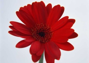 Tablou Canvas gerbera - Img 2
