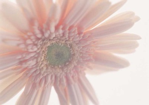 Tablou Canvas gerbera - Img 2