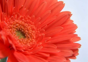 Tablou Canvas gerbera - Img 2