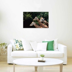 Tablou Canvas Girafe