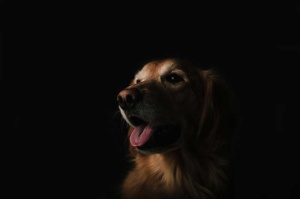 Tablou Canvas Golden Retriever - Img 2