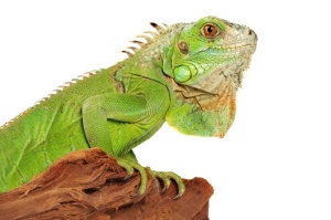 Tablou Canvas Iguana - Img 2