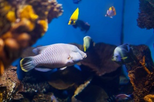 Tablou Canvas ri underwater - pesti - Img 1