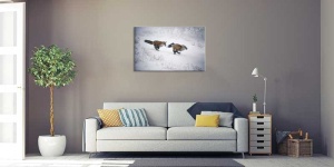 Tablou Canvas Vulpe in zapada - Img 1