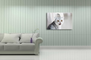 Tablou Canvas animale pisica deranjata de paparazzi - Img 1