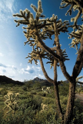 Tablou Canvas Cactusi - Img 2