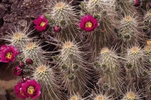 Tablou Canvas Cactus - Img 2