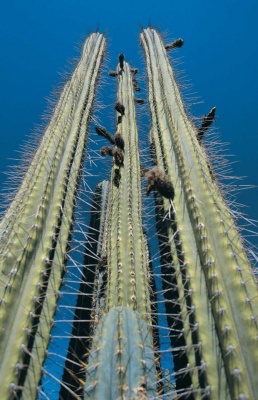 Tablou Canvas Cactus - Img 2