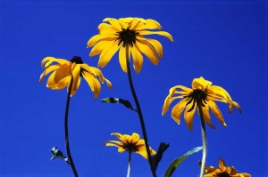 Tablou Canvas Floare - Img 2
