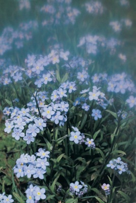 Tablou Canvas Flori Albastre - Img 2