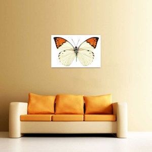 Tablou Canvas Fluturas - Img 1