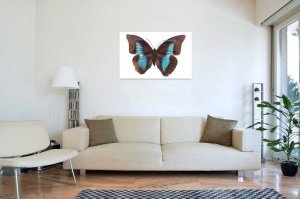 Tablou Canvas Fluturas - Img 1