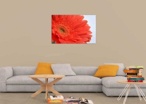 Tablou Canvas gerbera - Img 1