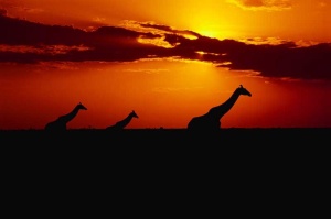Tablou Canvas Girafe la Apus - Img 2