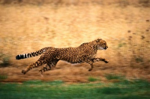 Tablou Canvas Leopard in actiune - Img 2