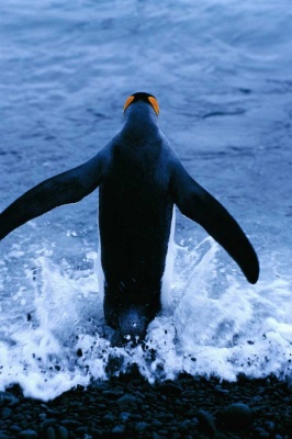 Tablou Canvas Pinguin - Img 2