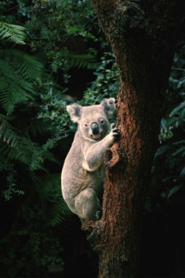 Tablou Canvas Urs Koala - Img 2