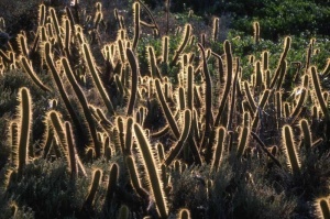 Tablou Cactus - Img 2