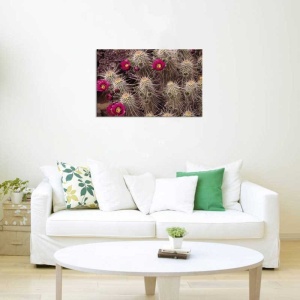 Tablou Canvas Cactus