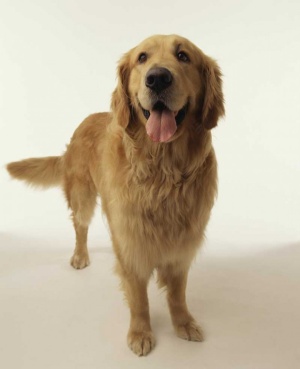 Tablou Canvas Caine Golden Retriever - Img 2