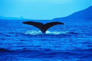 Tablou Canvas Delfin - Img 2