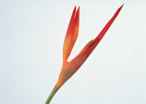Tablou Canvas Floare - Img 2