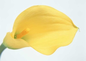 Tablou Canvas Floare - Img 2