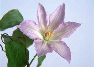 Tablou Canvas Floare - Img 2